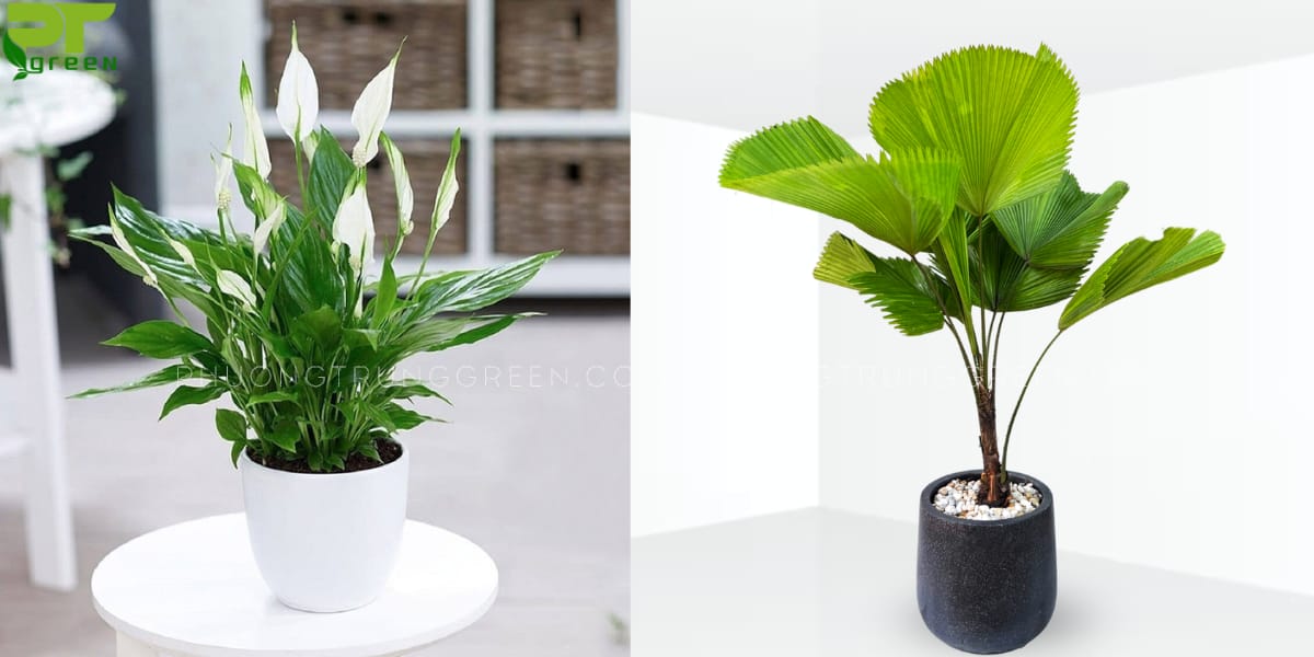 Cây hợp với người tuổi Canh Tuất