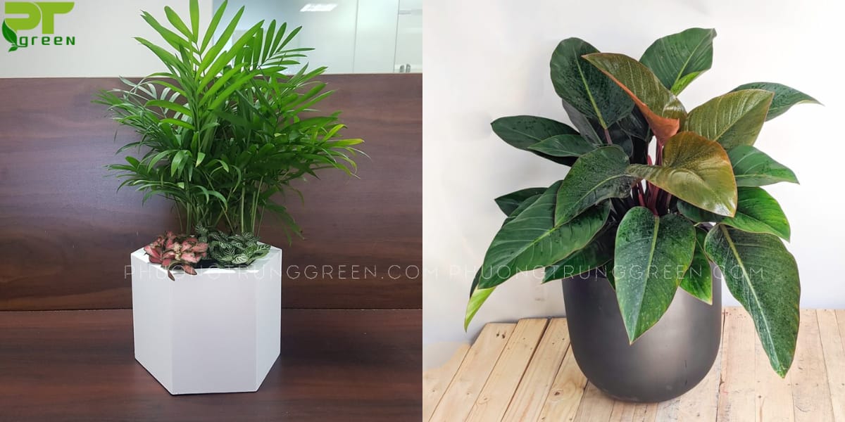 Cây hợp với tuổi Mậu Tuất