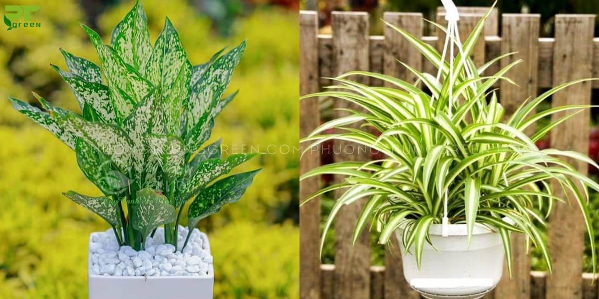 Cây hợp với tuổi Nhâm Tuất