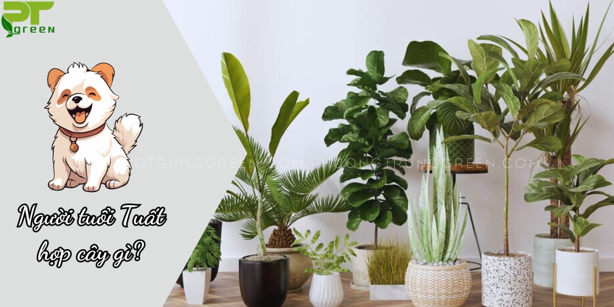 Cây hợp với tuổi Tuất