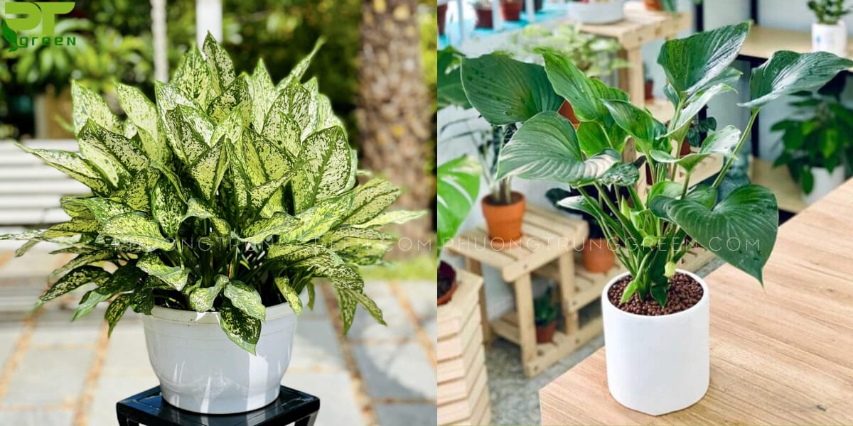 Cây phù hợp với tuổi Kỷ Tỵ