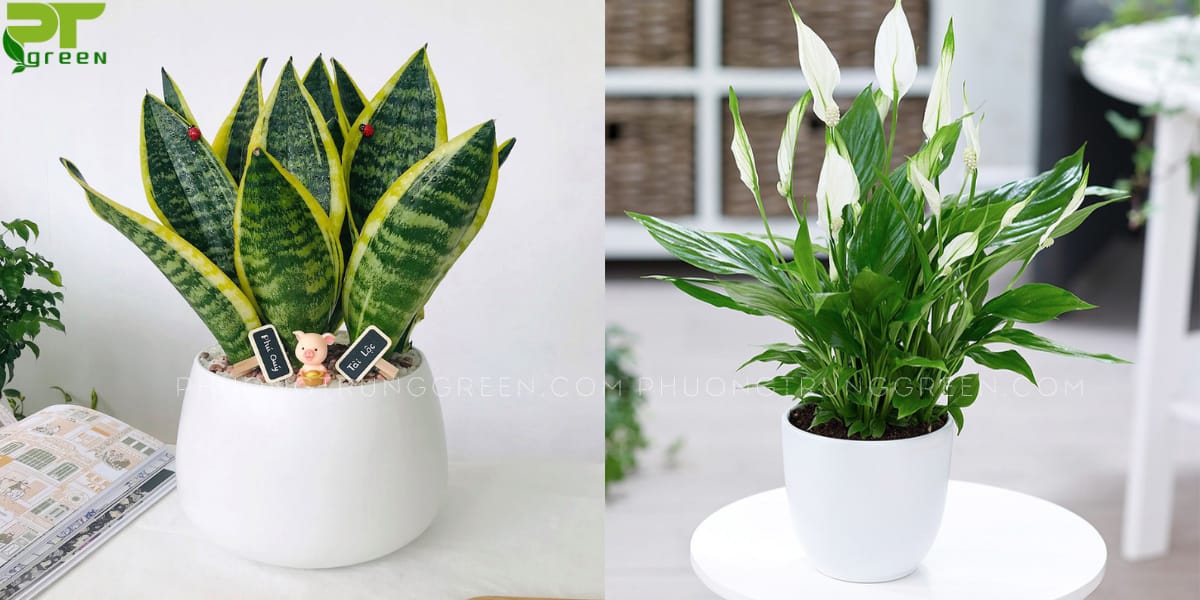 Cây hợp với tuổi quý tỵ