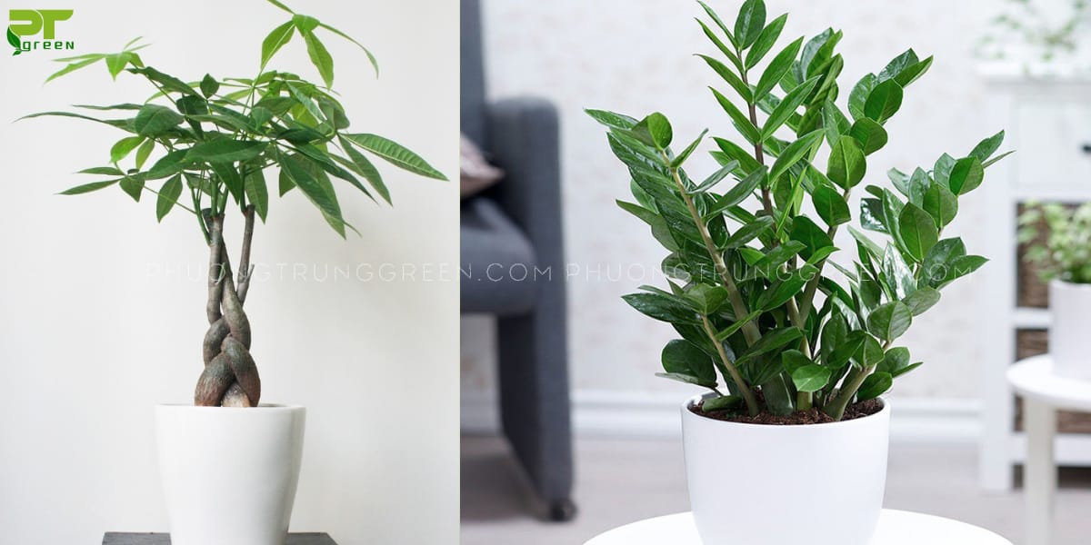 Cây hợp với tuổi Tân Tỵ