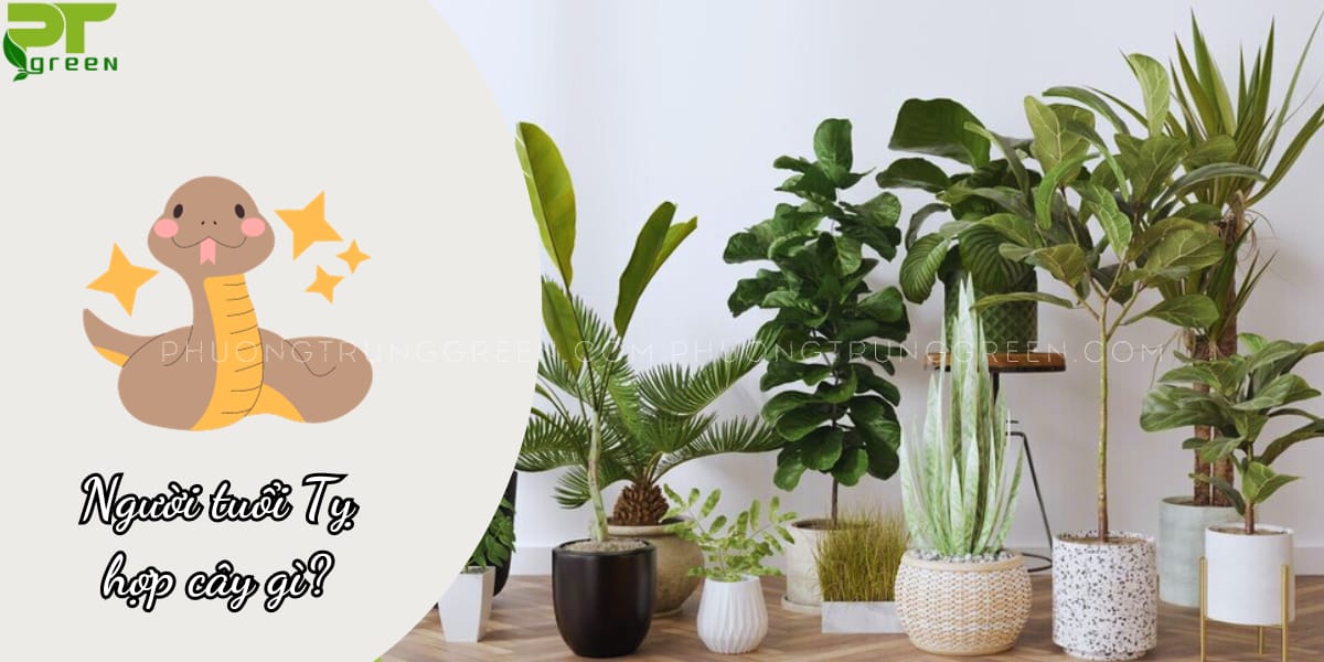 Tuổi Tỵ hợp với cây gì?