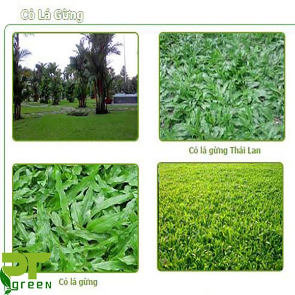 Cỏ lá gừng Thái Lan mua ở đâu