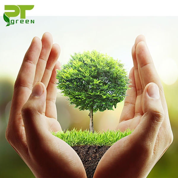 Dịch vụ chăm sóc cây cảnh tại tp. Hồ Chí Minh