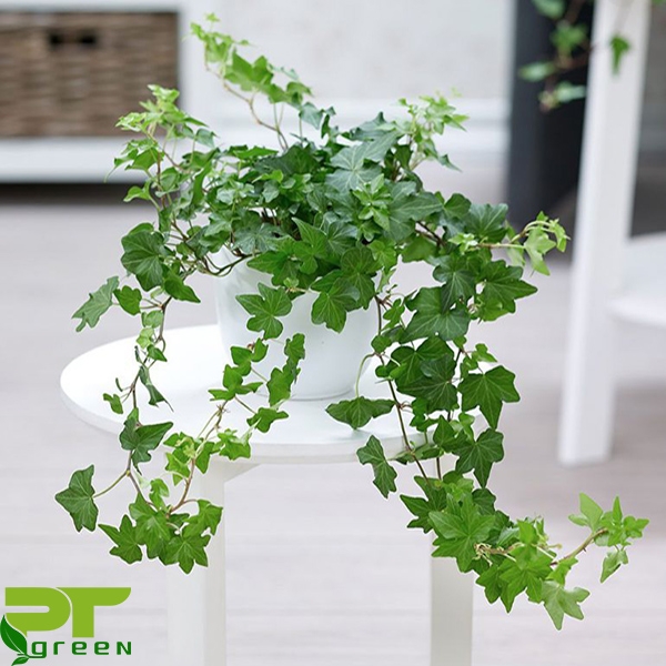 Những loại cây lọc không khí tốt nhất