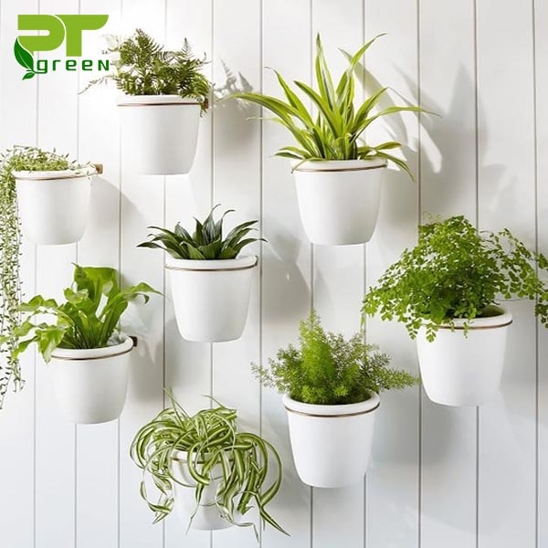 Những loại cây treo chậu phổ biến