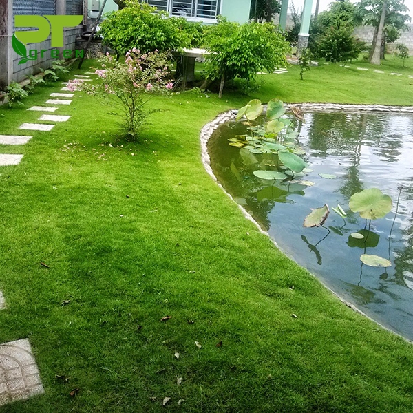 Sân vườn nên trồng những loại cỏ nào?