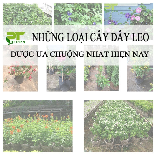 Những loại cây dây leo được ưa chuộng nhất hiện nay