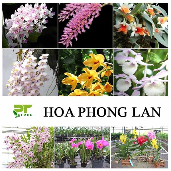 Những loại hoa Phong Lan đẹp được ưa chuộng nhất