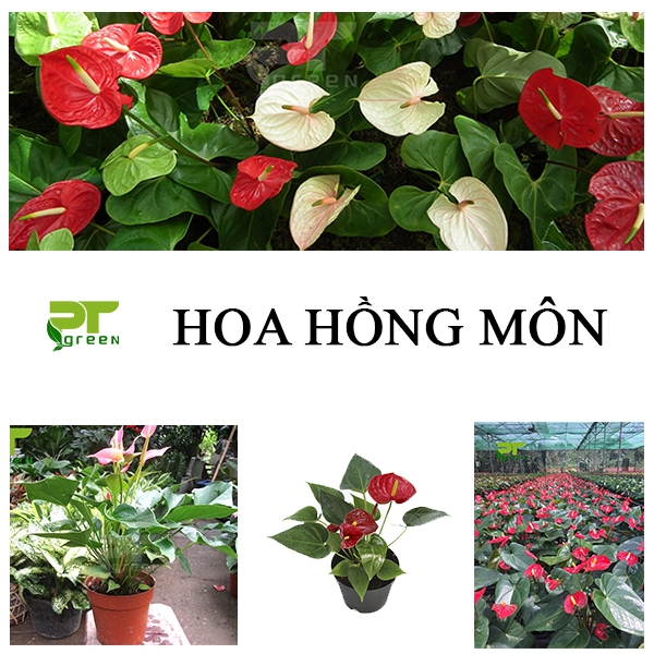 Phân loại và ý nghĩa của hoa Hồng Môn