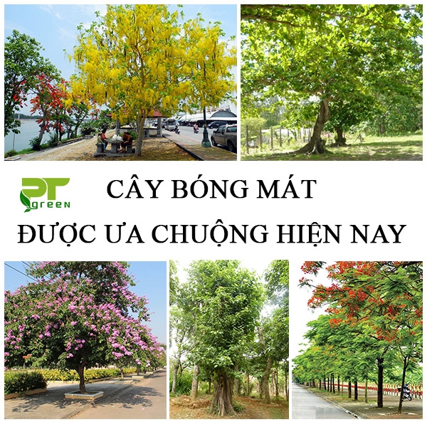 Top những loại cây bóng mát được ưa chuộng