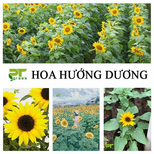 Ý nghĩa của loài hoa Hướng dương