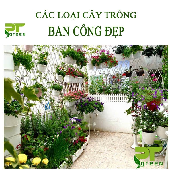 Các loại cây trồng ban công đẹp