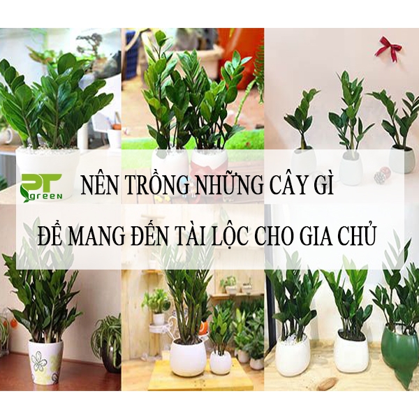 Nên trồng những cây gì để mang đến tài lộc cho gia chủ
