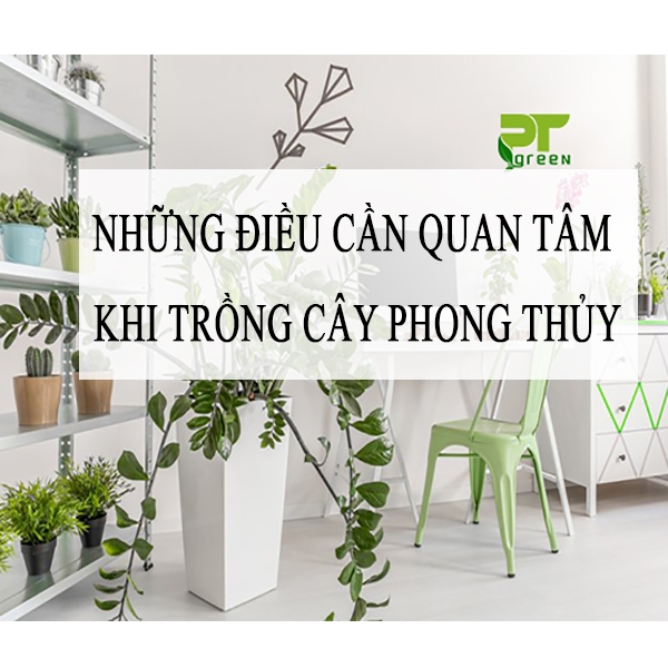 Những điều cần quan tâm khi trồng cây phong thủy
