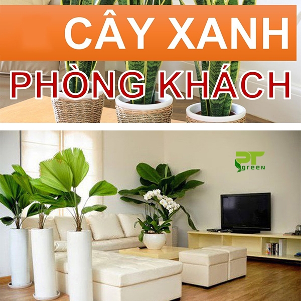 Những loại cây cảnh trang trí trong phòng khách 