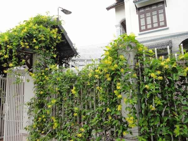 Tổng hợp những loại cây dây leo có hương thơm 