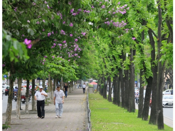 Top những loại cây công trình lớn có hương thơm