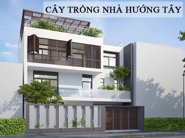 Nhà hướng Tây nên trồng cây gì?