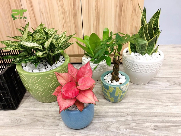 Những loại cây để bàn văn phòng được ưa chuộng #1 