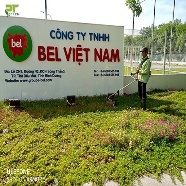 Tại sao bạn phải cắt cỏ thường xuyên? - Dịch vụ cắt cỏ Phương Trung Green