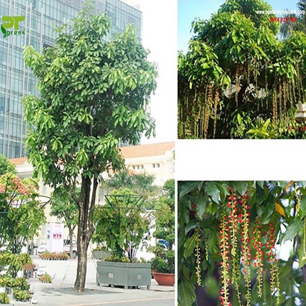 Trồng cây Lộc vừng trước cửa nhà