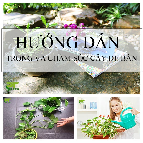 Hướng dẫn trồng và chăm sóc cây để bàn