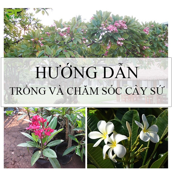 Hướng dẫn trồng và chăm sóc cây Sứ đẹp