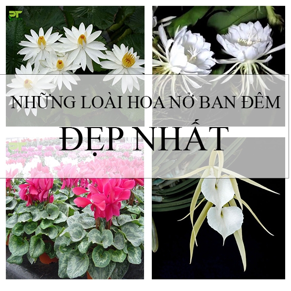 Những loài hoa nở ban đêm đẹp nhất 