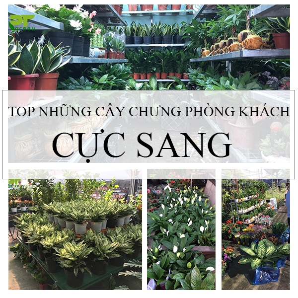 Top những loại cây chưng phòng khách cực sang