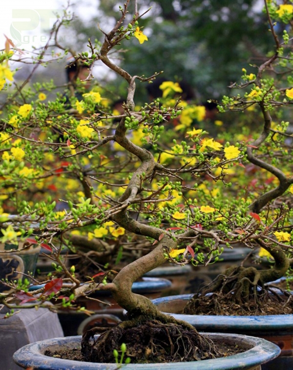 Cây phong thủy trang trí ngày Tết