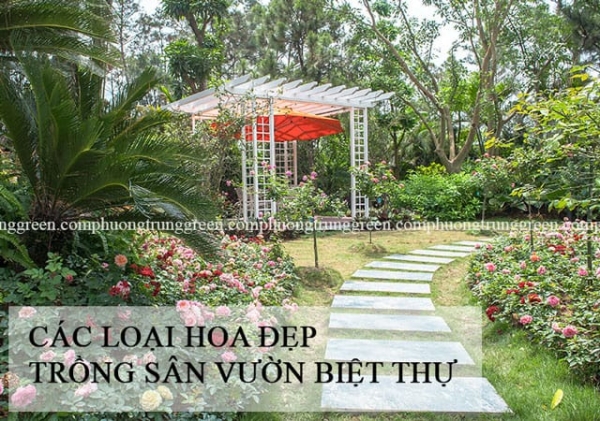 TOP 10 loại hoa trồng sân vườn biệt thự