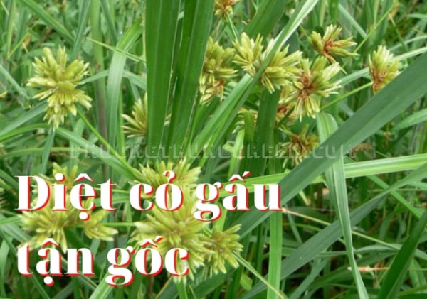 Dịch vụ diệt cỏ gấu tận gốc