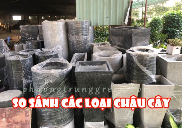 So sánh chậu cây