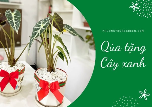 Quà tặng cây xanh ý nghĩa