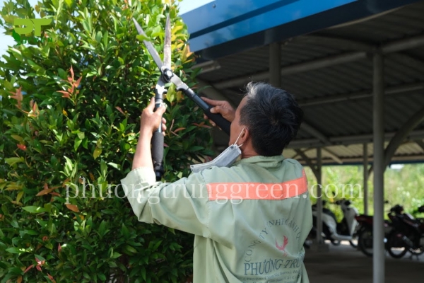 Quy trình bảo dưỡng cảnh quan chuyên nghiệp - Phương Trung Green