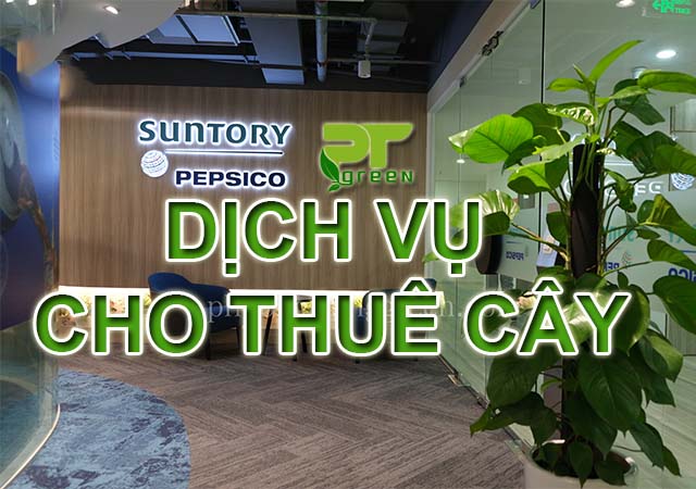 Dịch vụ cho thuê cây xanh