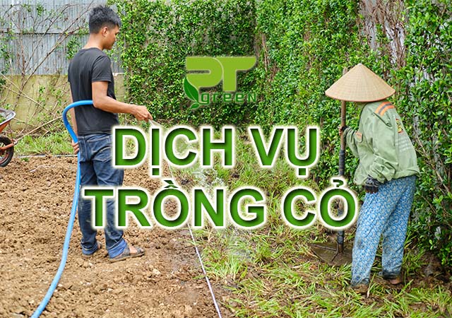 Dịch Vụ Trồng Cỏ