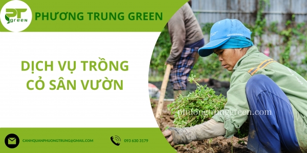 Dịch Vụ Trồng Cỏ Sân Vườn