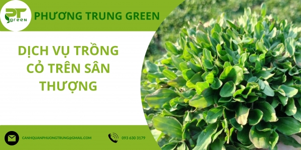 Dịch vụ Trồng Cỏ trên sân thượng