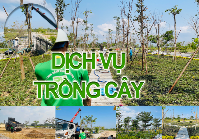 Dịch vụ trồng cây xanh