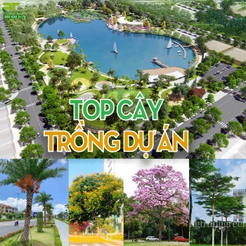 TOP Cây trồng dự án