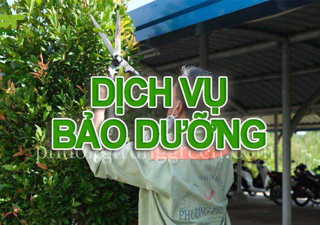 Dịch vụ bảo dưỡng cây xanh