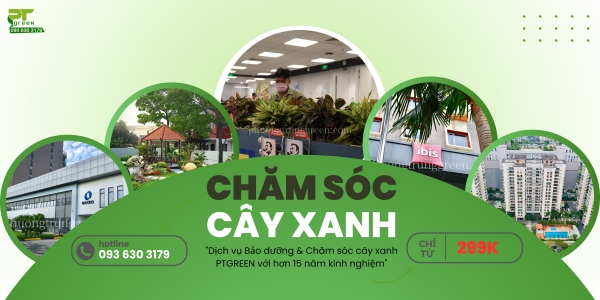 BẢNG GIÁ CHĂM SÓC CÂY XANH TẠI NHÀ