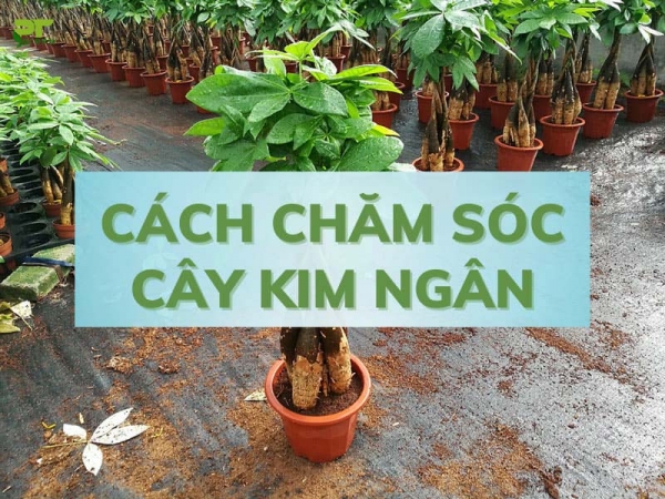 Cách chăm sóc cây kim ngân