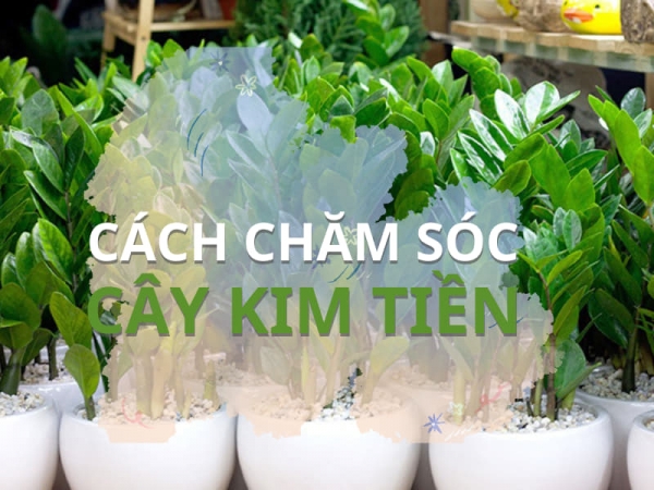 Cách chăm sóc cây Kim tiền