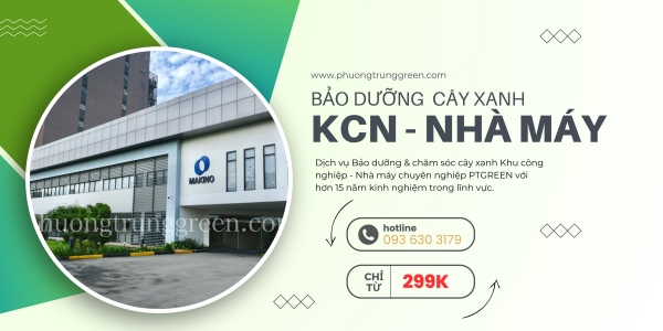 Dịch Vụ Chăm sóc cây xanh dự án