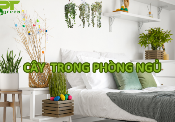 26+ Loại cây trong phòng ngủ tốt cho sức khỏe, giúp bạn ngủ sâu